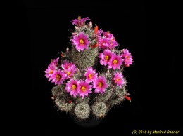 Mammillaria alamensis 653